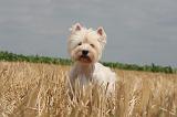 WESTIE 400